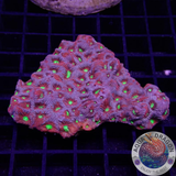 Favites spp. „Supreme Warrior“ WYSIWYG „AD Special“