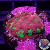Favia spp. „Intense“ WYSIWYG „AD Special“
