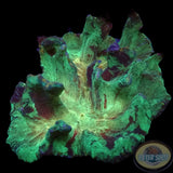 Pectinia spp. „Crimi“ WYSIWYG „AD Special“