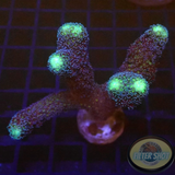 Stylophora pistillata „Milka“