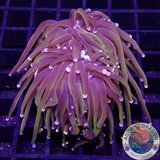 Euphyllia glabrescens „24K“ WYSIWYG „AD Special“