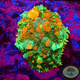 Rhodactis spp. „Firework“ WYSIWYG