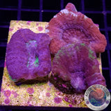 Homophyllia bowerbanki „Trio Bowie“ WYSIWYG „AD Special“