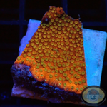 Montipora spp. „Tropicana“