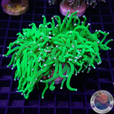 Euphyllia glabrescens „She Hulk“ WYSIWYG „AD Special“