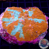 Echinophyllia spp. „Nacho Cheese“ WYSIWYG „AD Special“