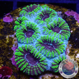 Favia spp. „Tribal“ WYSIWYG „AD Special“