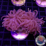 Euphyllia glabrescens “Blacky” WYSIWYG