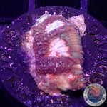 Favia spp. „Elysium“ WYSIWYG