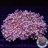 Euphyllia paraglabrescens „Gold Widow“ WYSIWYG