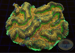 Lobophyllia spp. „Mystic“ WYSIWYG „AD Special“