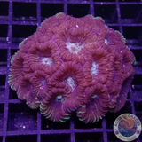 Favia spp. „Old School“ WYSIWYG
