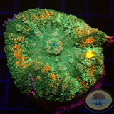 Rhodactis spp. „Carpet Bounce“ WYSIWYG