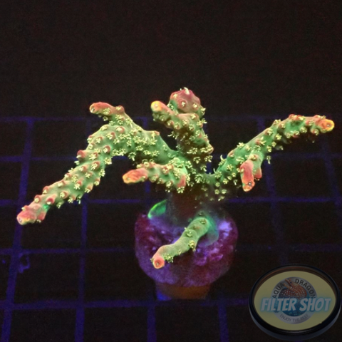 Acropora spp. „Confetti“ WYSIWYG