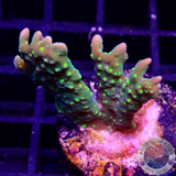 Montipora stellata „Star Wars“
