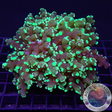 Euphyllia yaeyamaensis „Toxic Yaya“ WYSIWYG