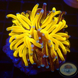 Euphyllia paraglabrescens „Tiger“ WYSIWYG