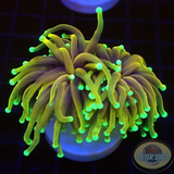 Euphyllia glabrescens „Hellfire“ WYSIWYG