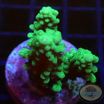 Acropora spp. WYSIWYG