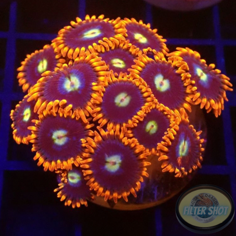 Krustenanemonen „Fire&Ice“