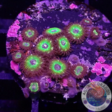 Krustenanemonen “Brazil” 🇧🇷