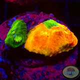 Echinophyllia spp. „Stained Glass“ WYSIWYG