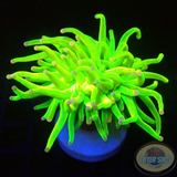 Euphyllia glabrescens „Pink Tip Holy“