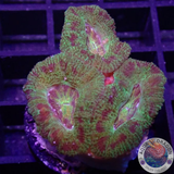 Micromussa spp. „Abe‘s Oddysee“