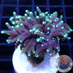 Euphyllia glabrescens „Black Gold“ WYSIWYG