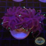 Euphyllia glabrescens “Blacky” WYSIWYG