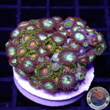 Krustenanemonen „Bouquet“ WYSIWYG „AD Special“