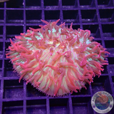 Cycloseris fragilis „El Diablo“ WYSIWYG