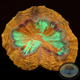 Acanthophyllia deshayesiana „Mandarin Splash“ WYSIWYG