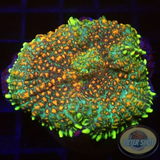 Rhodactis spp. „Constellation“ WYSIWYG