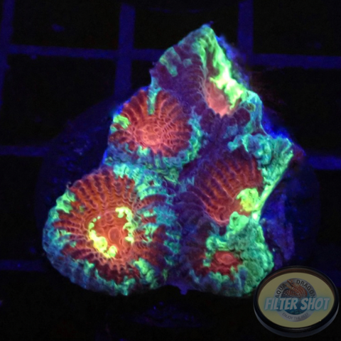 Dipsastraea spp. „Rainbow Massacre“ WYSIWYG „AD Special“