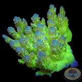 Acropora spp. „Lemon Candy“ WYSIWYG