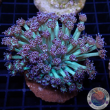 Goniopora spp. „Day Beauty“ WYSIWYG „AD Special“