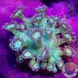 Goniopora spp. „Glitter Face“