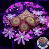 Krustenanemonen „Rasta Cousin“ & Knopia spp. WYSIWYG