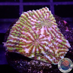 Echinophyllia spp. „Hypnotic Zombie“ WYSIWYG „AD Special“