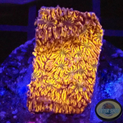 Lithophyllon spp. “C3PO”