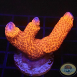 Montipora digitata „Flame“ WYSIWYG