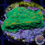 Montipora spp. „Gold Rush“ WYSIWYG „AD Special“