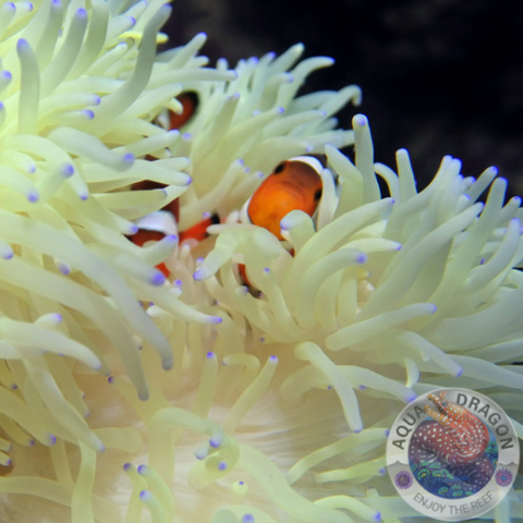 Radianthus crispa „Lederanemone“