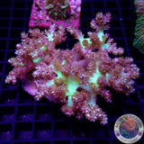 Capnella spp. WYSIWYG