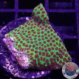 Porites spp. „Grinch“