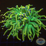 Euphyllia glabrescens „USA Tripple Holy Grail“ WYSIWYG