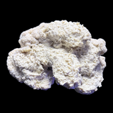 The Polyp Pros Reef Scape #4