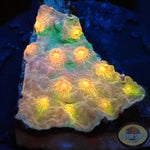 Cyphastrea spp. „Rainbow Madness“ WYSIWYG