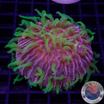 Fungia spp. „Rainbow“